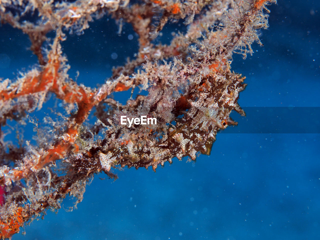 Close-up of a sea horse in a net