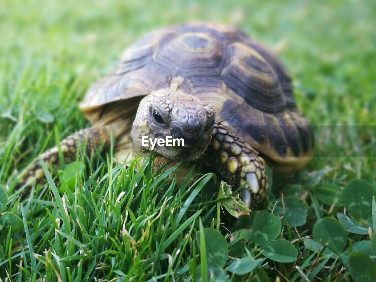 Close-up of turtle on field