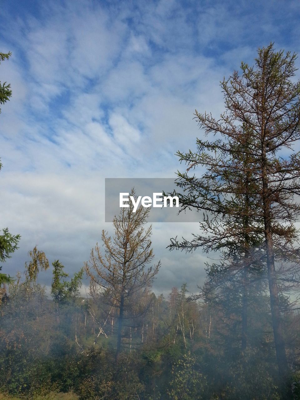 TREES AND PLANTS GROWING ON LAND AGAINST SKY