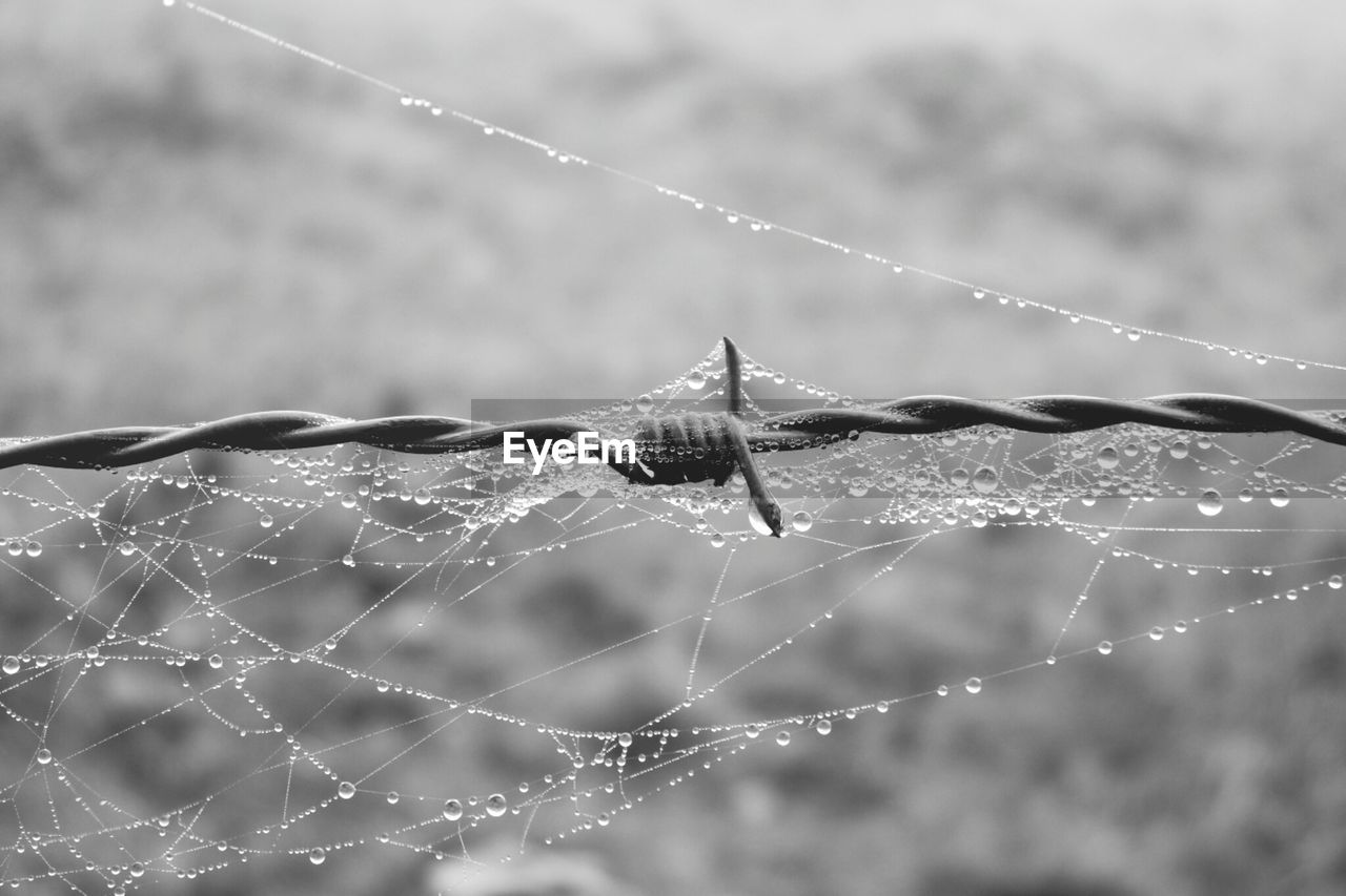 Close-up of spider web on barbed wire