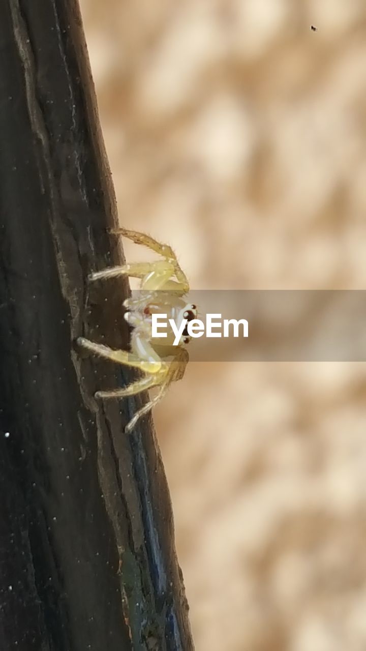 CLOSE-UP OF SPIDER ON WEB AGAINST BLURRED BACKGROUND