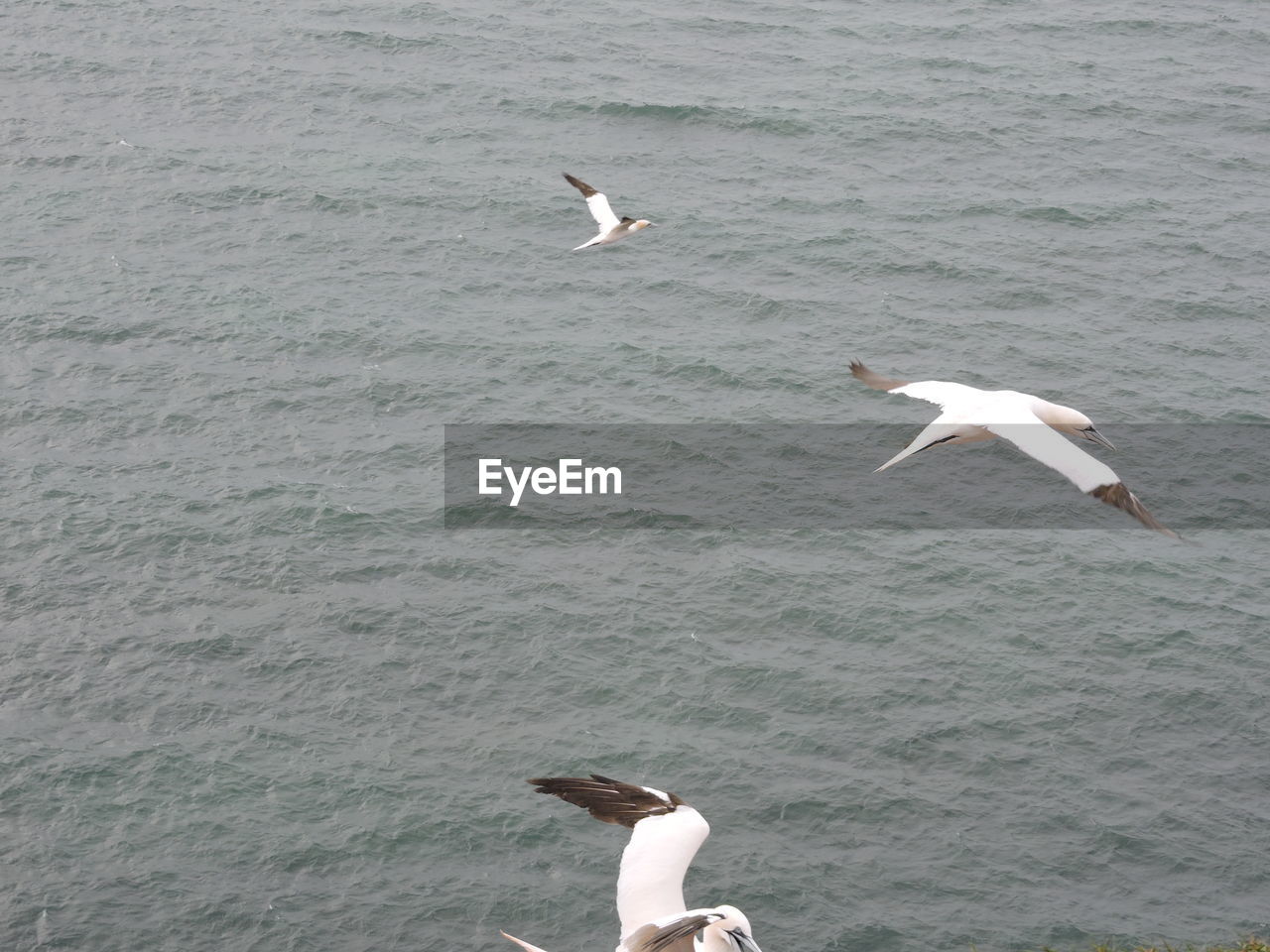 SEAGULLS FLYING OVER SEA