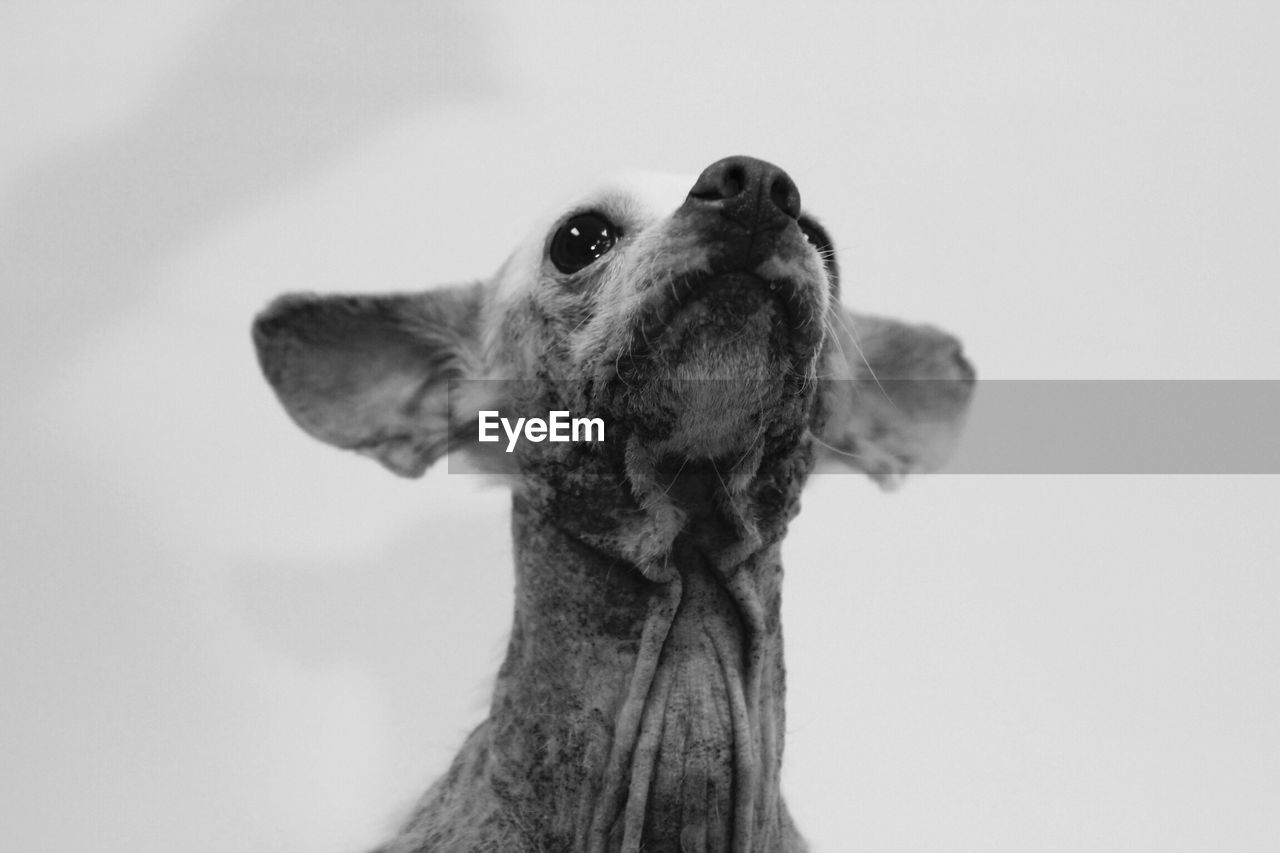 Low angle view of dog against sky