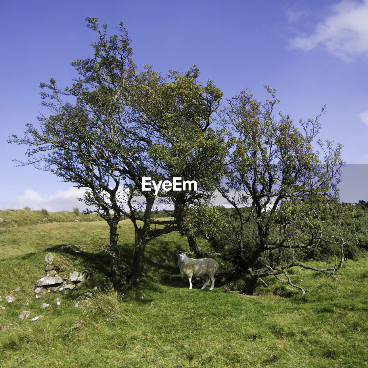 Sheep sheltering under a tree on a sunny day