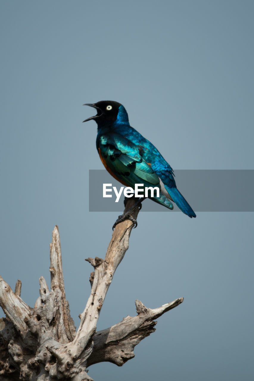 Superb starling sings perching on tree stump