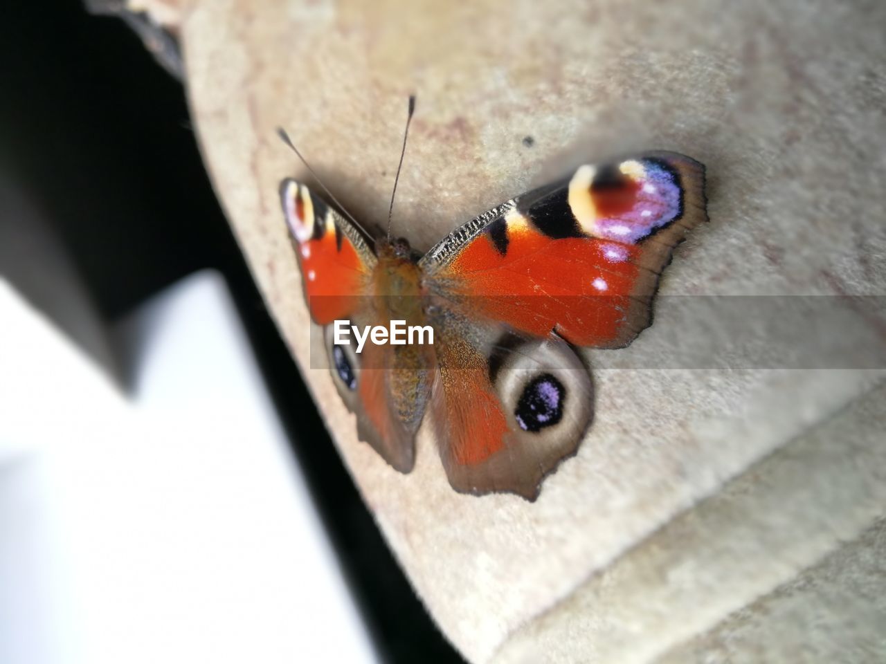 CLOSE-UP OF BUTTERFLY ON A HAND