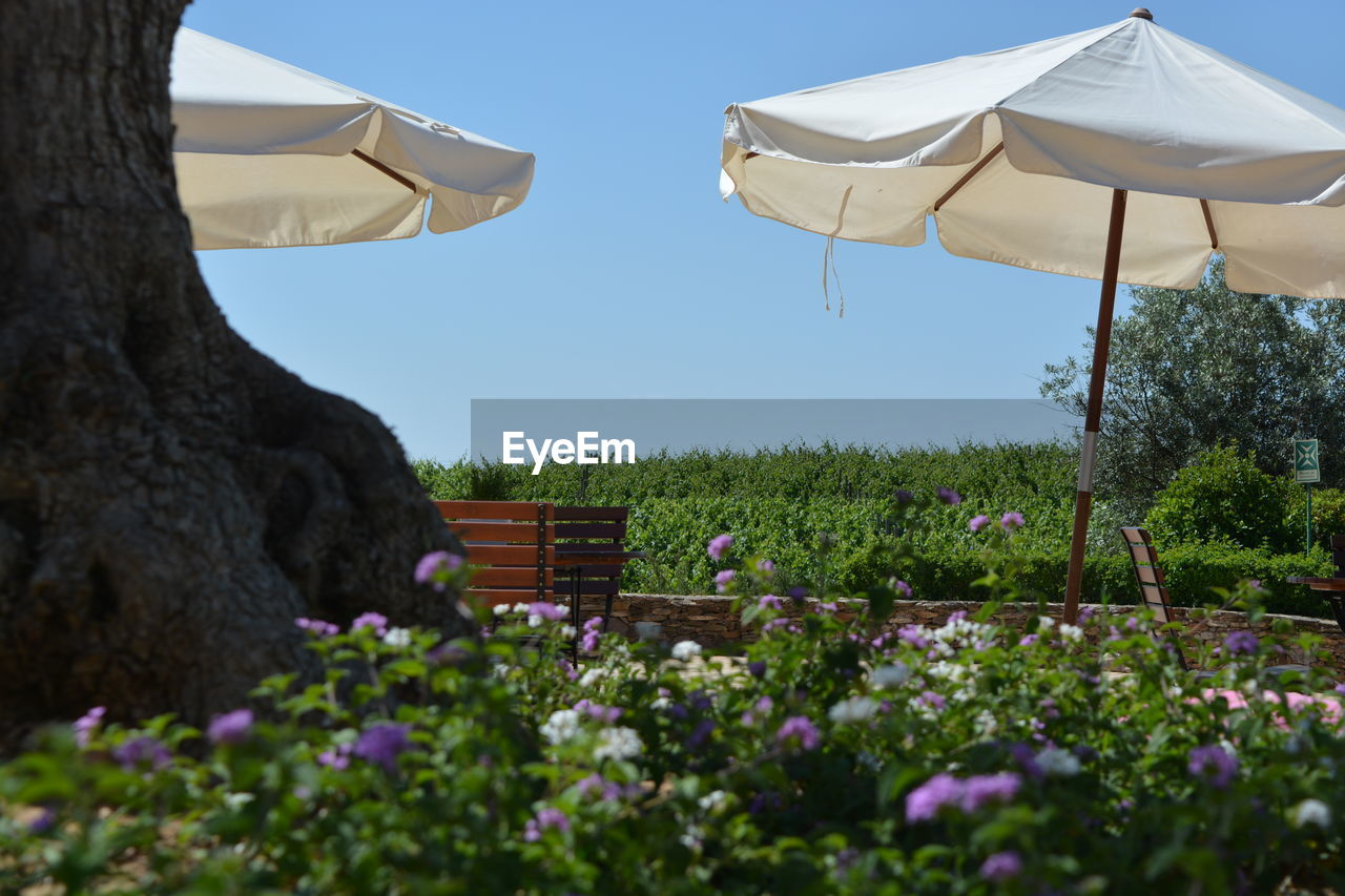 Parasols amidst plants in park