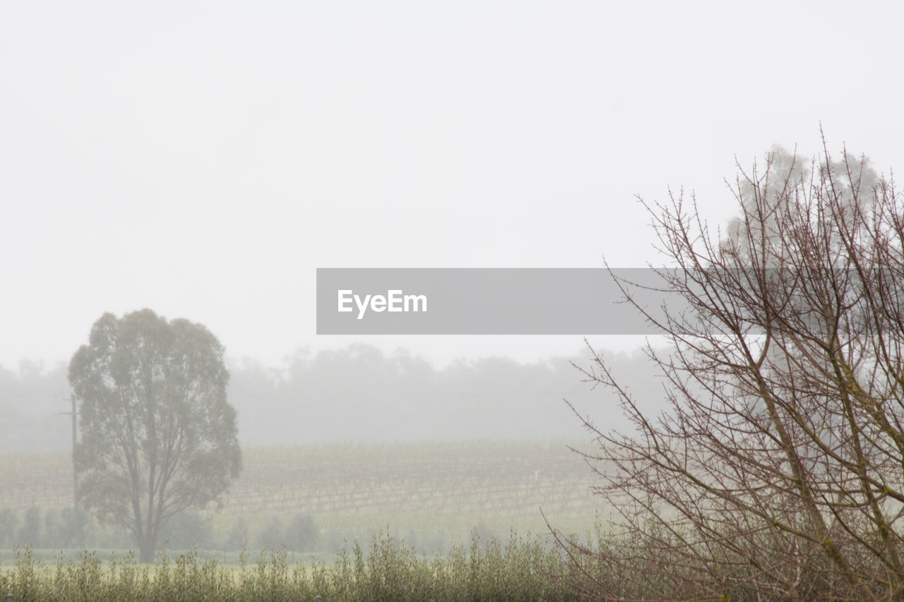 VIEW OF BARE TREES ON FIELD AGAINST SKY IN FOGGY WEATHER