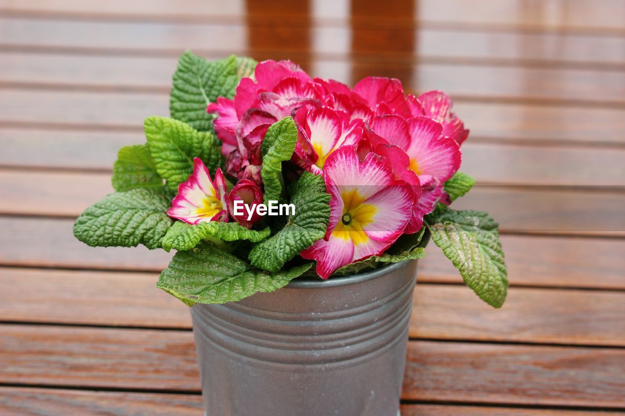 Close-up of flowers on table