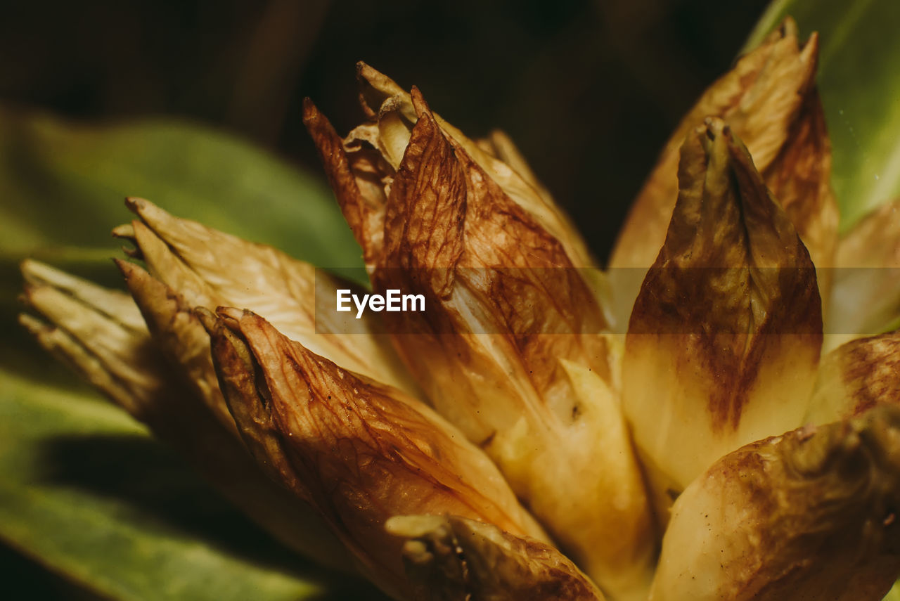 Flower close up