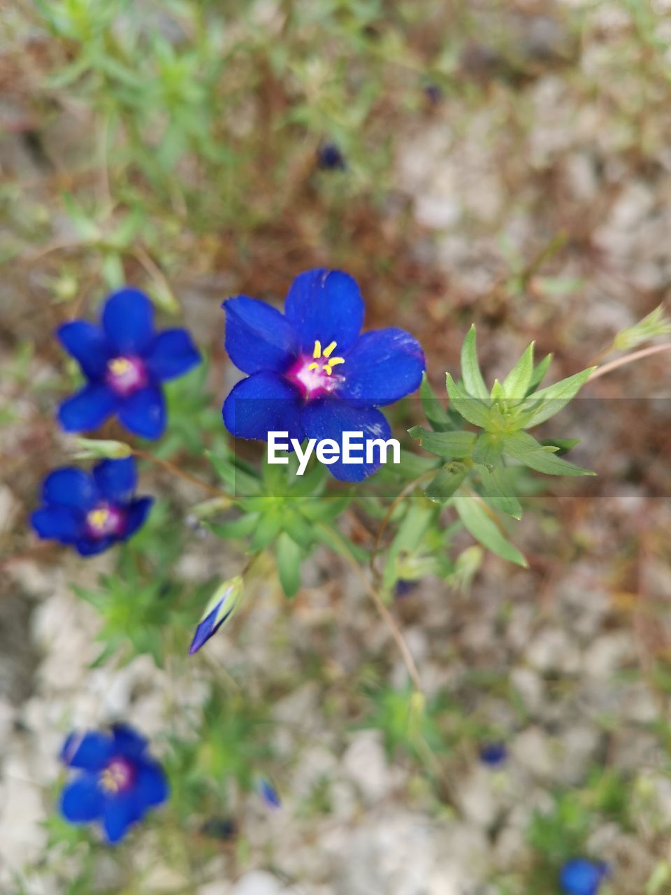 CLOSE-UP OF PURPLE FLOWERING PLANT