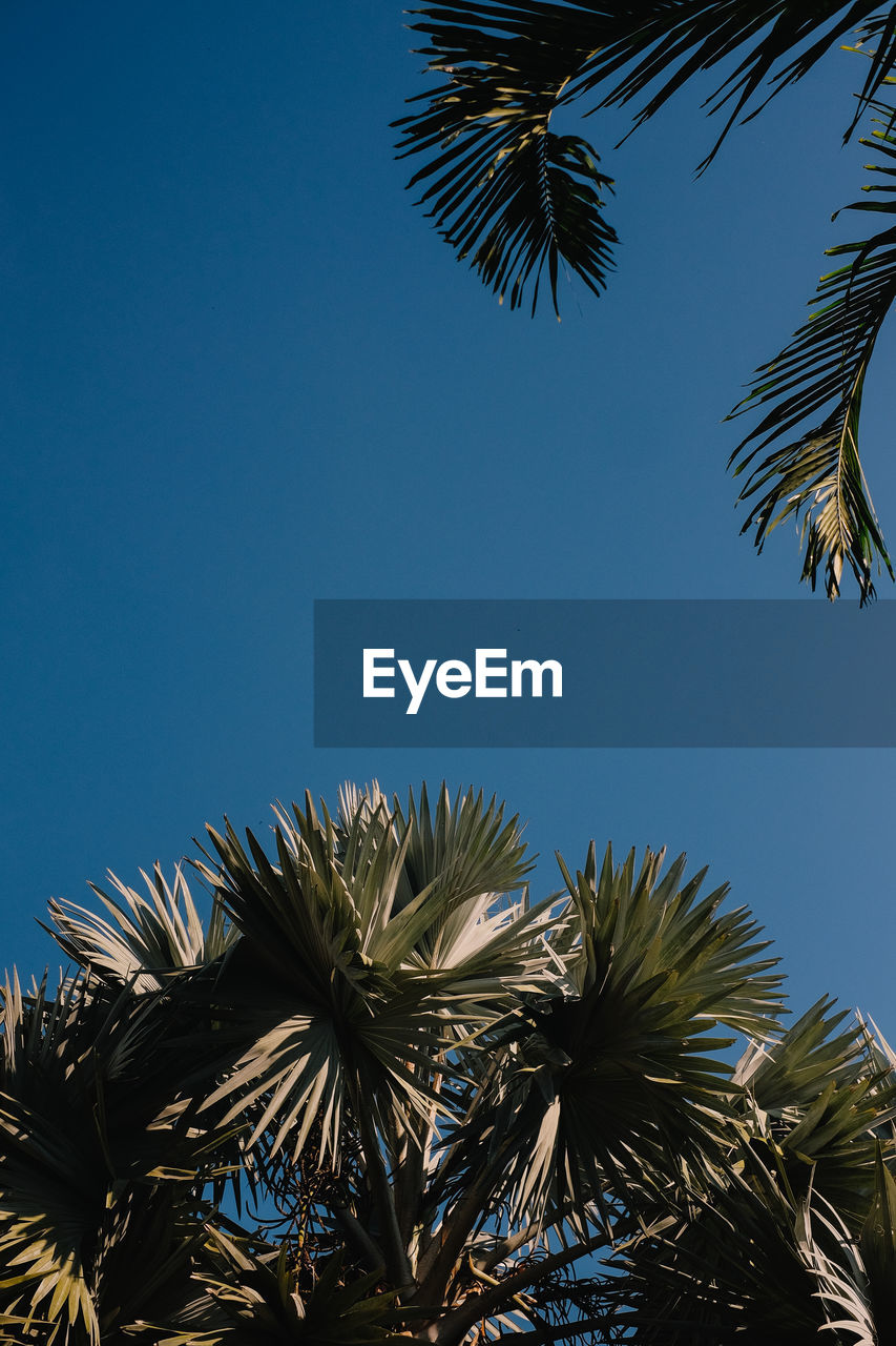 Low angle view of palm trees against blue sky