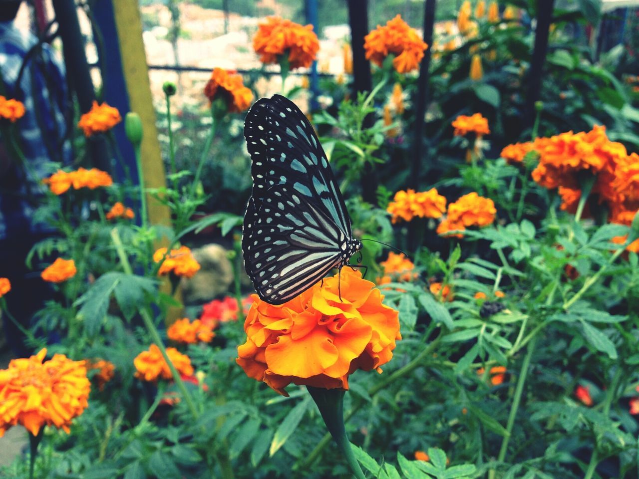 Butterfly on marigold