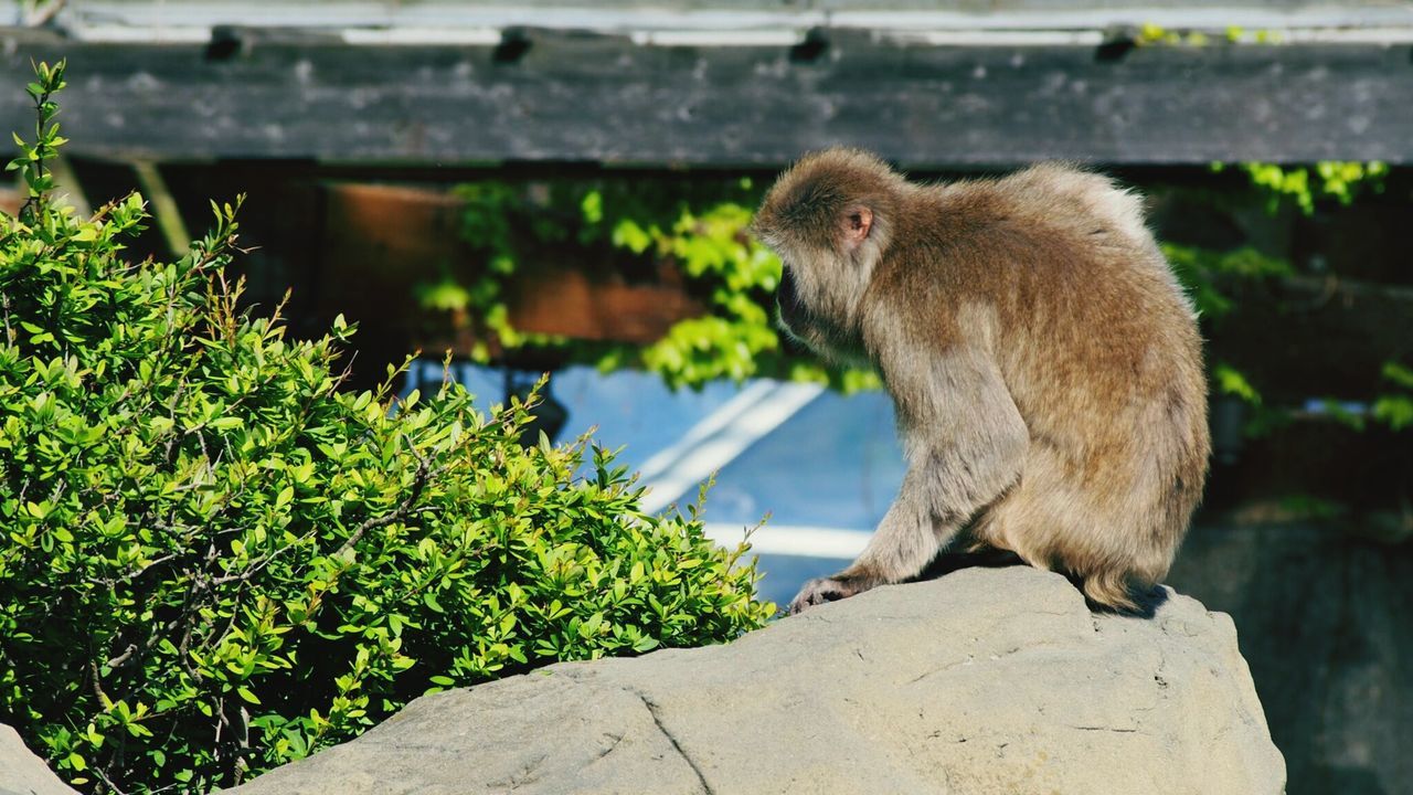 Side view of a monkey