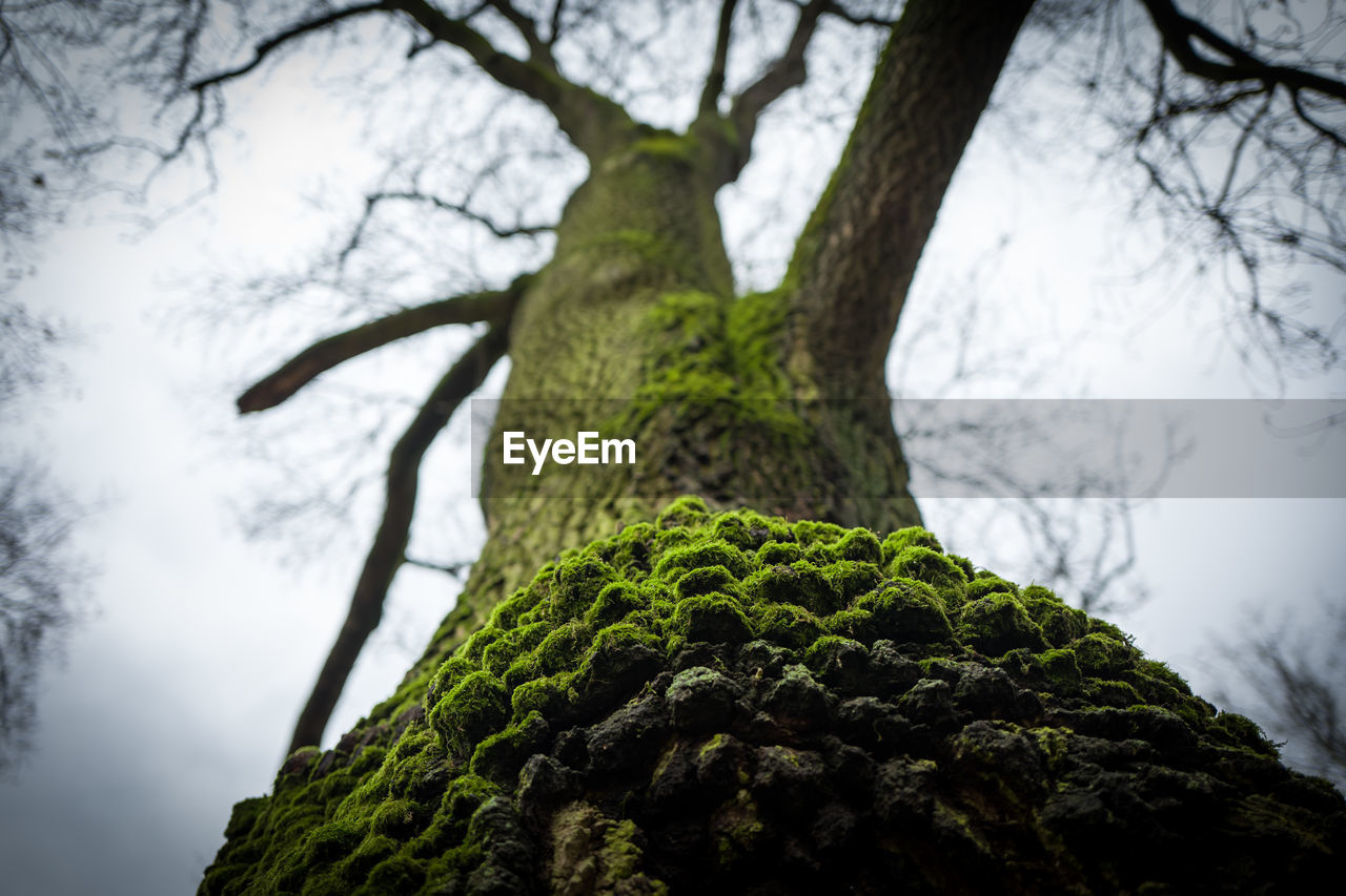 Low angle view of moss on tree trunk