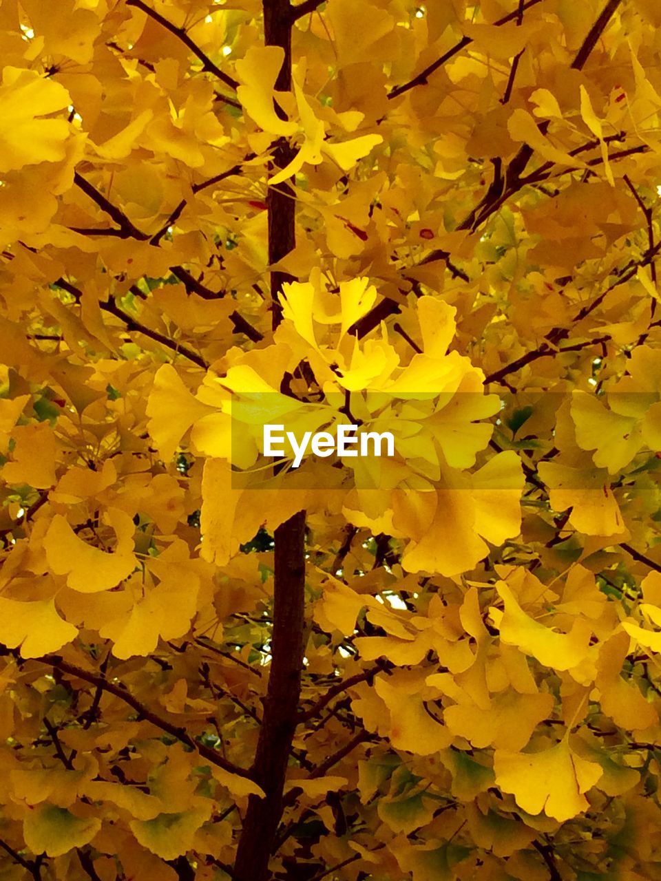 Full frame shot of gingko tree