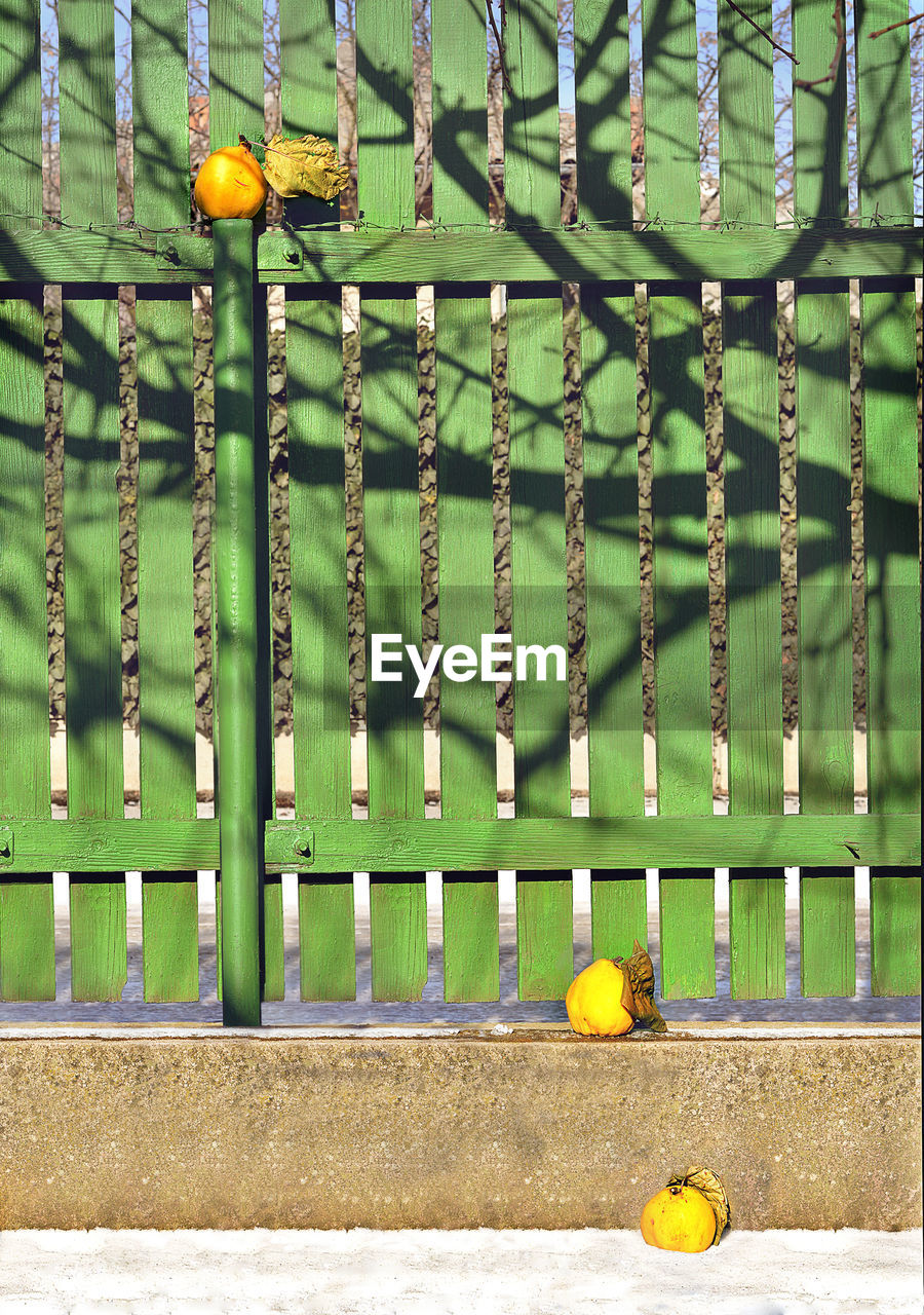 Persimmons by fence against green wall