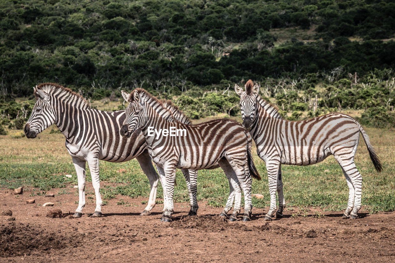 ZEBRAS STANDING ON LAND