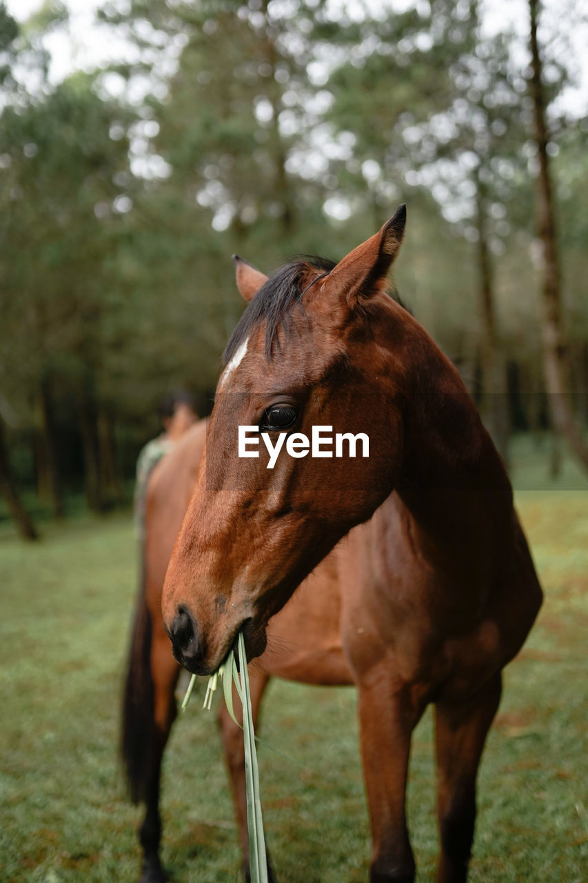 HORSE STANDING ON FIELD AGAINST TREES