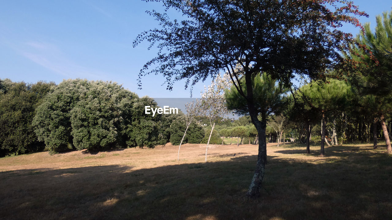 TREES GROWING ON FIELD