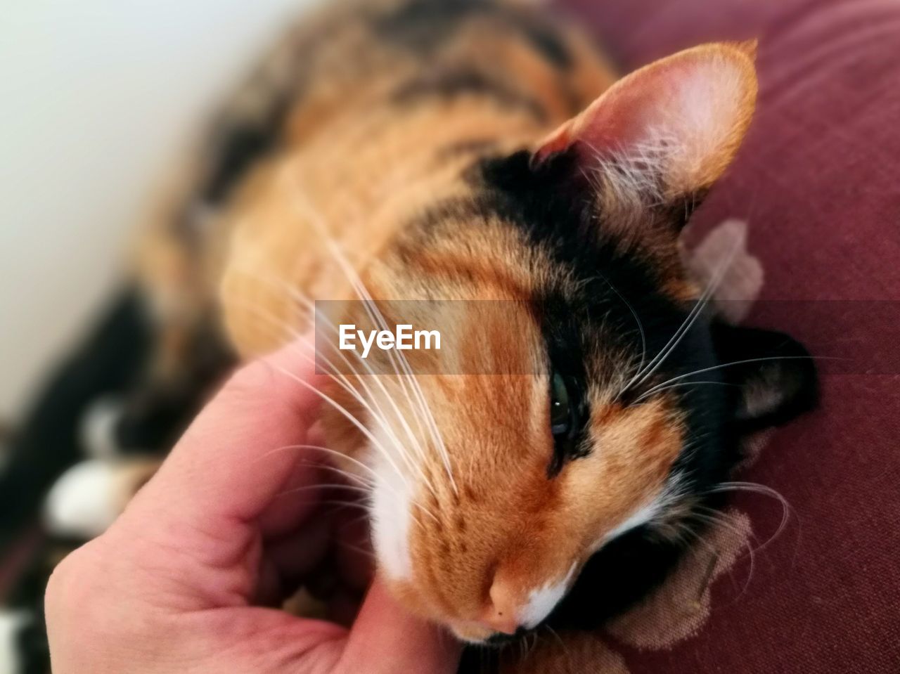 CLOSE-UP OF HAND HOLDING GINGER CAT