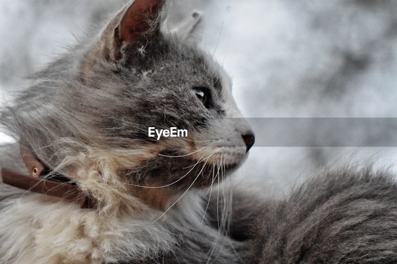 cat, animal, animal themes, mammal, pet, whiskers, one animal, domestic animals, domestic cat, felidae, small to medium-sized cats, feline, close-up, animal body part, animal hair, kitten, no people, nose, gray, animal head, relaxation, looking, looking away, wild cat, focus on foreground