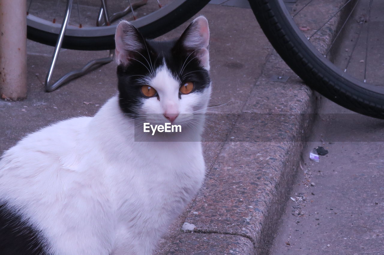 CLOSE-UP PORTRAIT OF CAT SITTING