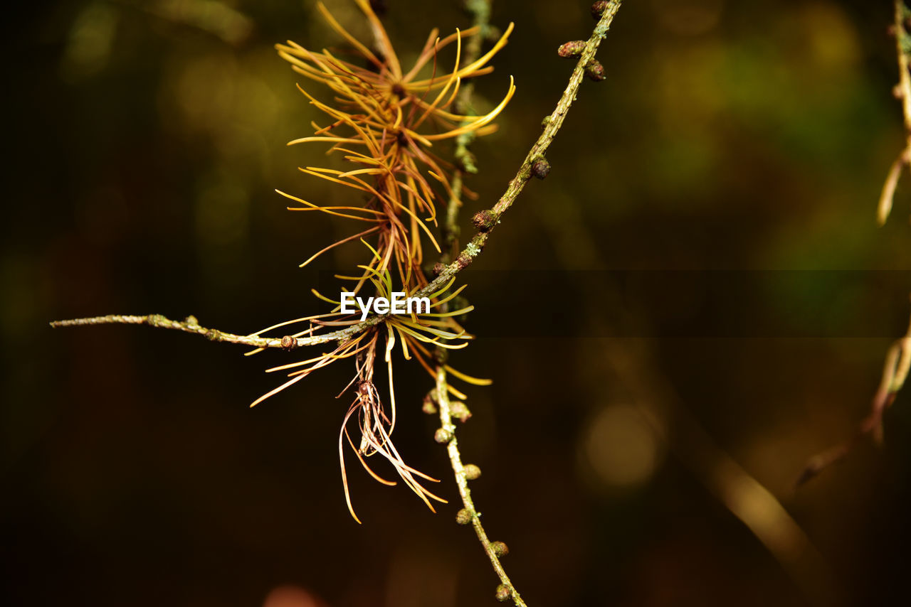 Close-up of dry plant