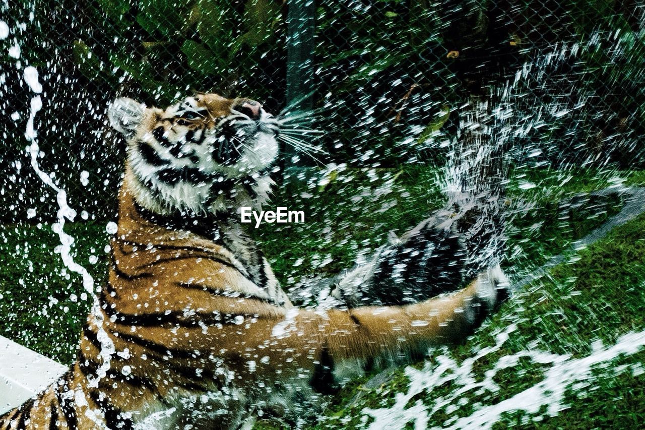 Tiger splashing water