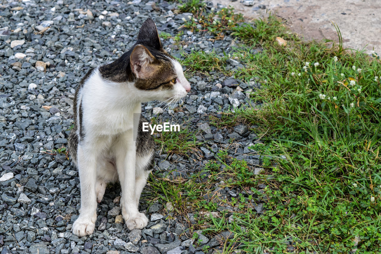 Cat sitting by plants on ground