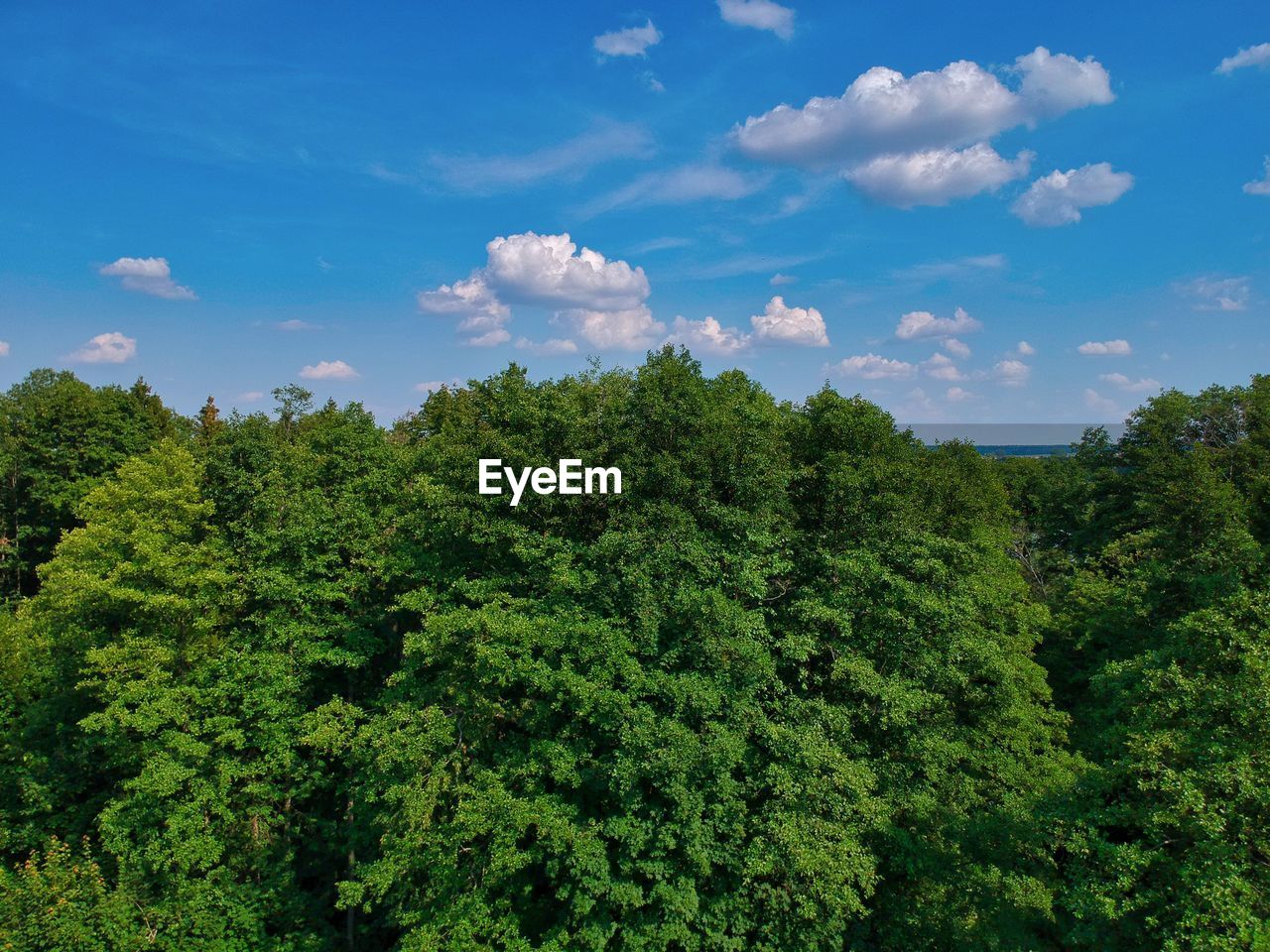 SCENIC VIEW OF TREES AGAINST SKY