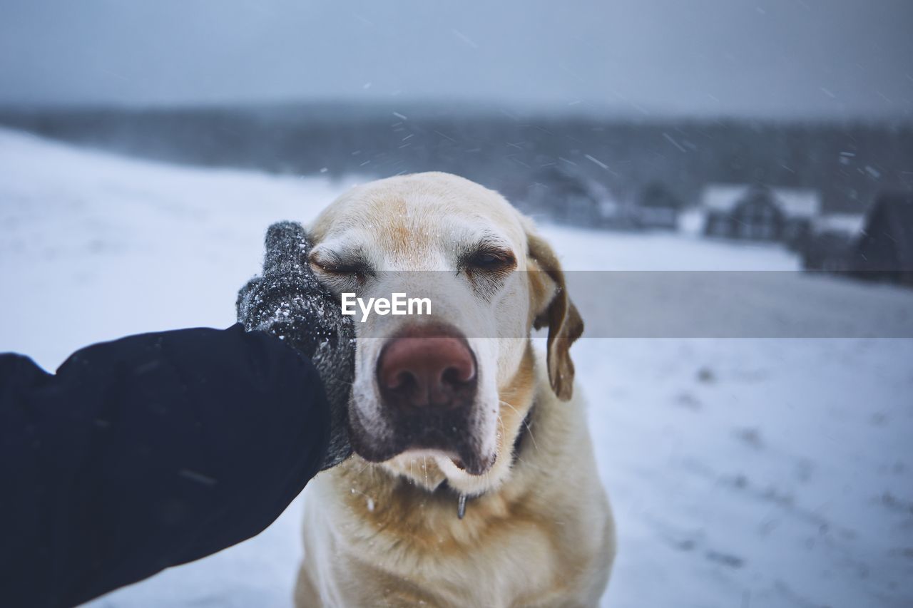 Cropped hand petting dog on snow covered field
