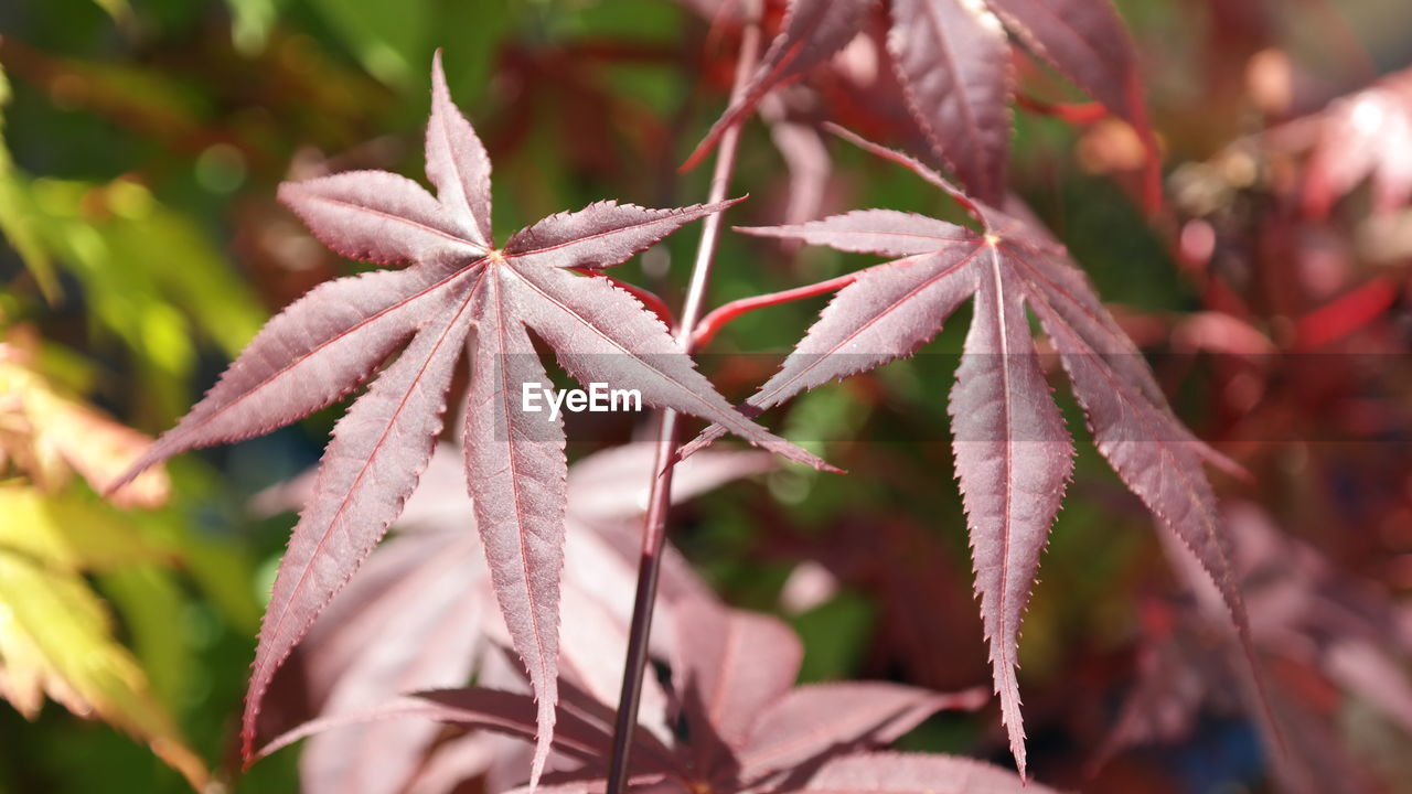 Close-up of wilted plant with red leaves