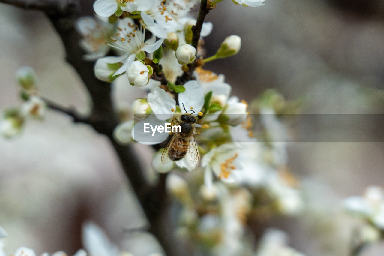 plant, flower, flowering plant, beauty in nature, spring, tree, growth, freshness, branch, fragility, blossom, nature, close-up, produce, springtime, macro photography, food, selective focus, white, no people, flower head, day, food and drink, outdoors, fruit, petal, focus on foreground, twig, botany, cherry blossom, fruit tree, inflorescence, prunus spinosa