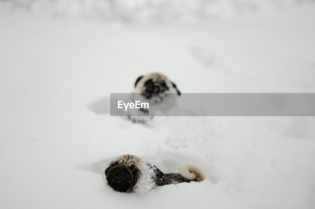 Close-up of dogs on snow