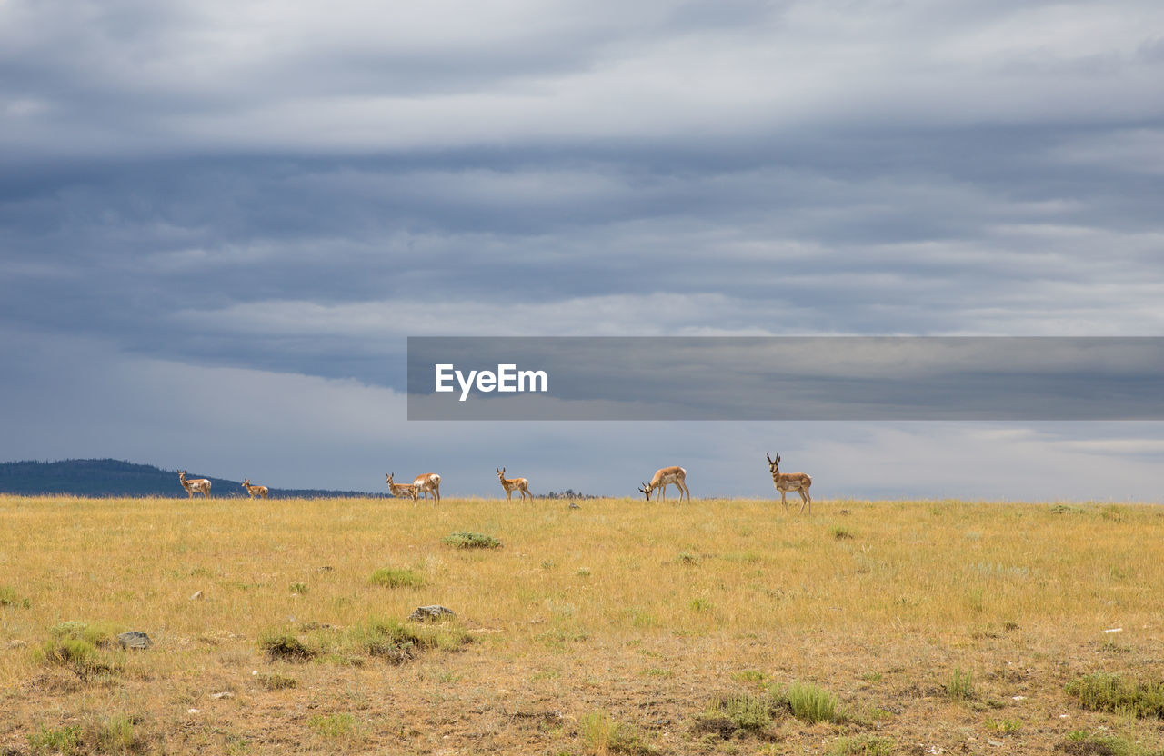 VIEW OF HORSES ON LANDSCAPE