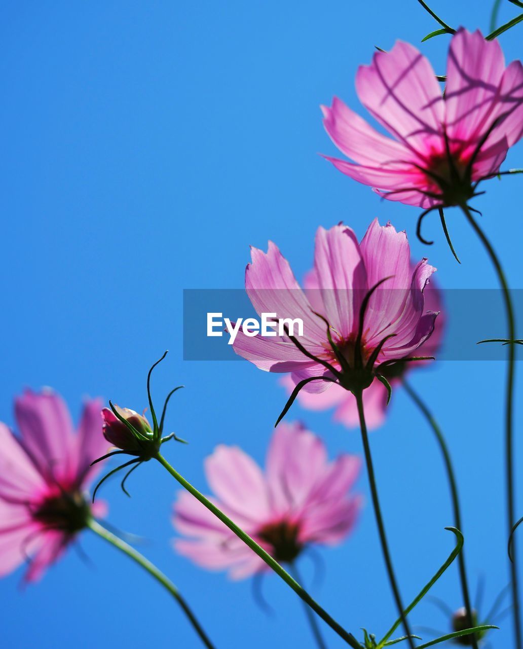 LOW ANGLE VIEW OF PINK COSMOS FLOWER AGAINST BLUE SKY