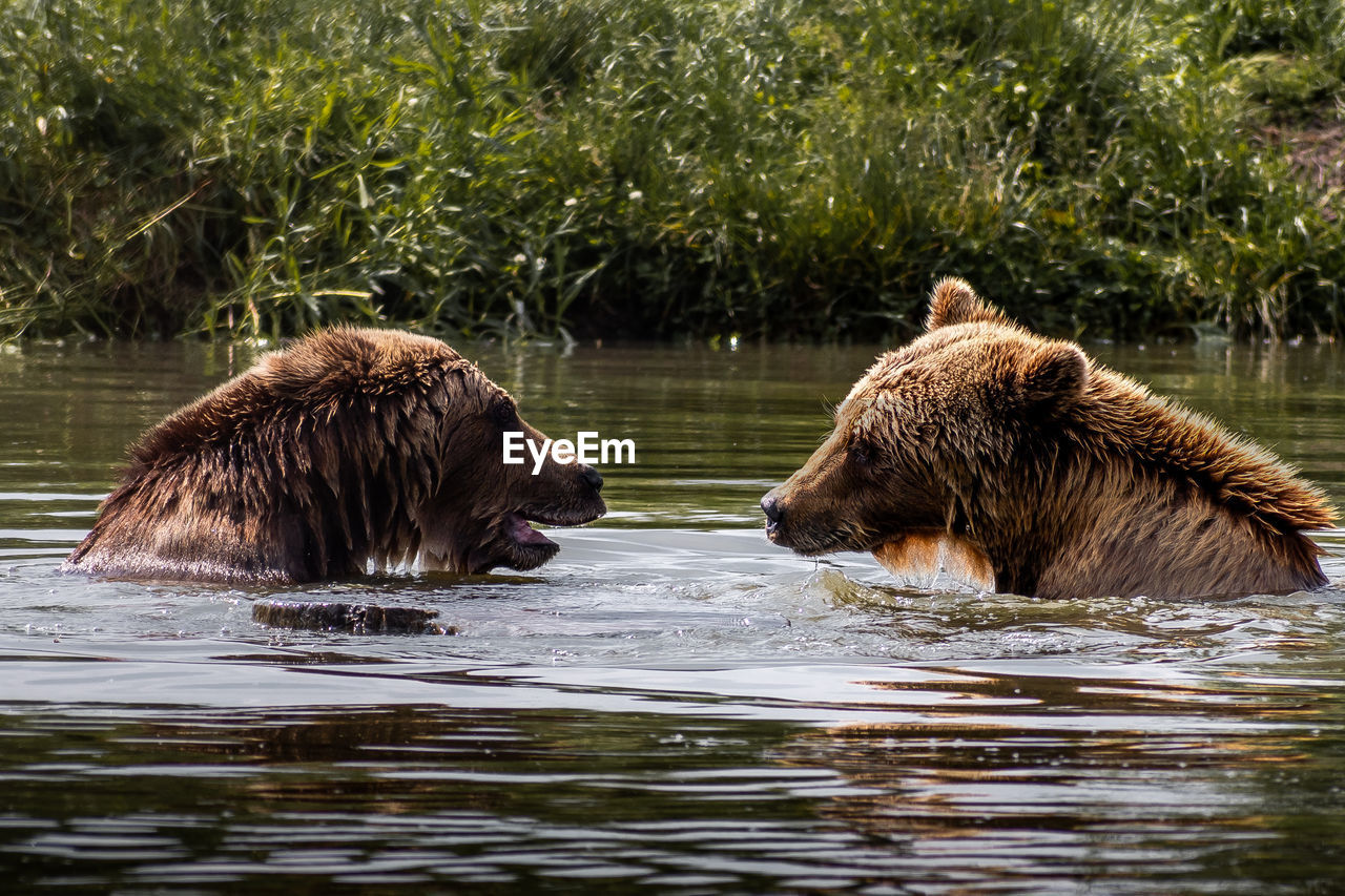Bears in river