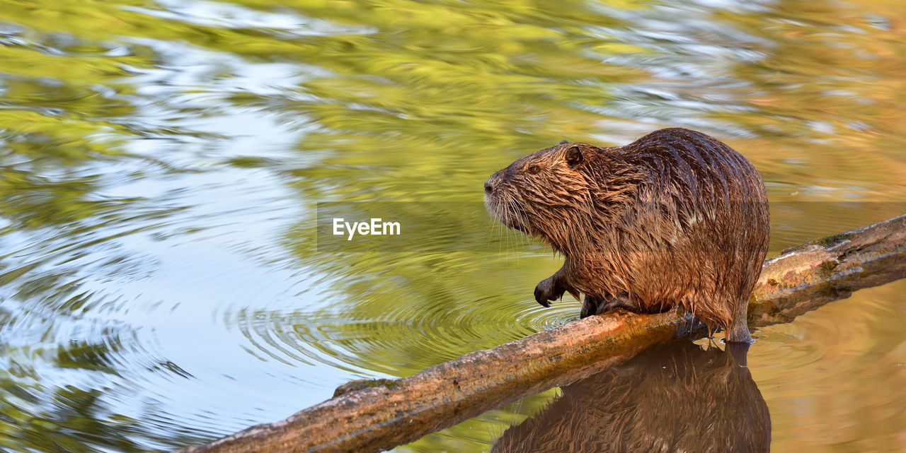 Wet nutria siting over lake