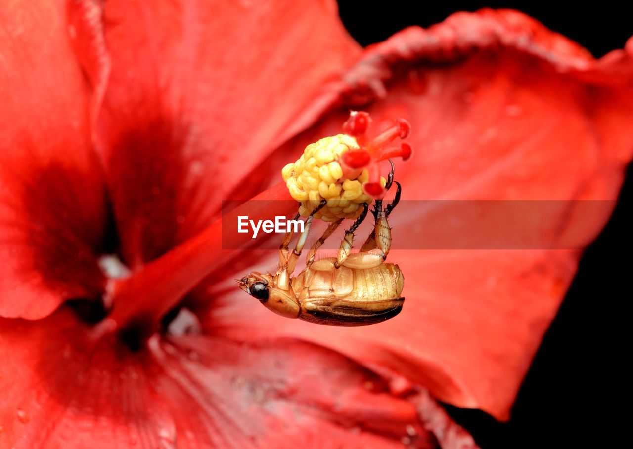 Close-up of insect on red hibiscus