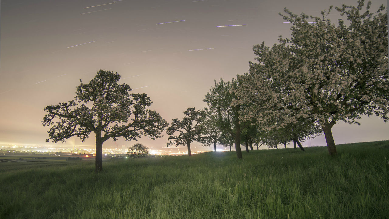 Trees on grassy field at dusk
