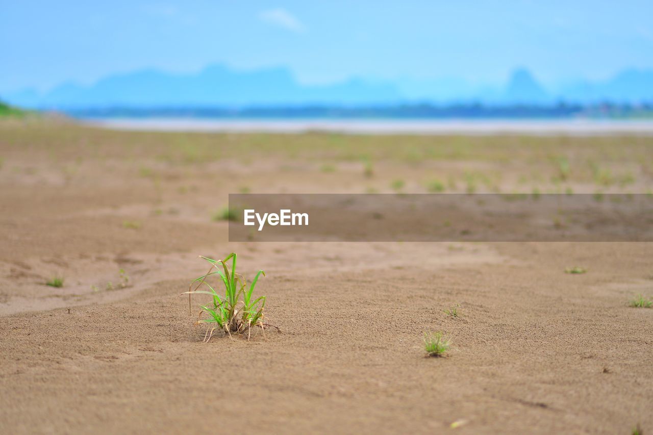 PLANTS ON LAND AGAINST SKY