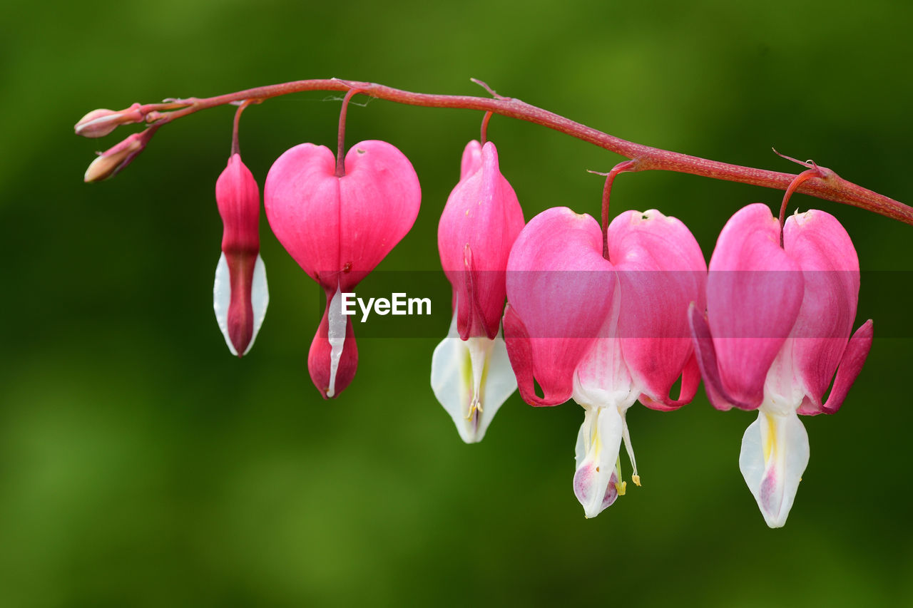 Close up of a bleeding heart flower in bloom