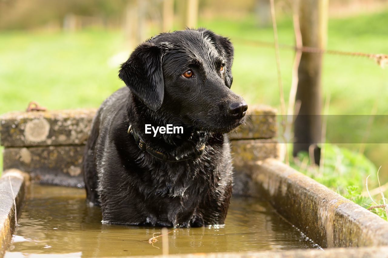 Close-up of wet black dog outdoors