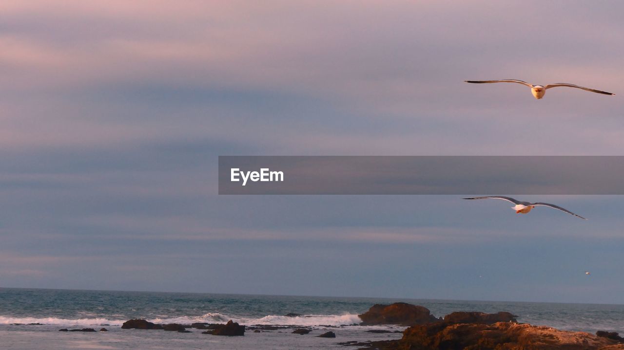 SEAGULLS FLYING OVER SEA