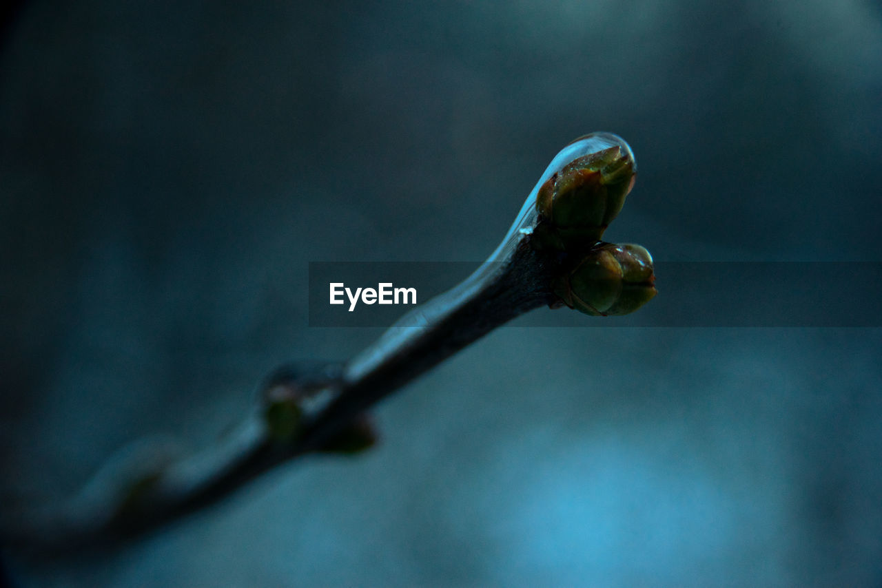 macro photography, close-up, blue, green, leaf, flower, no people, focus on foreground, branch, yellow, nature, darkness