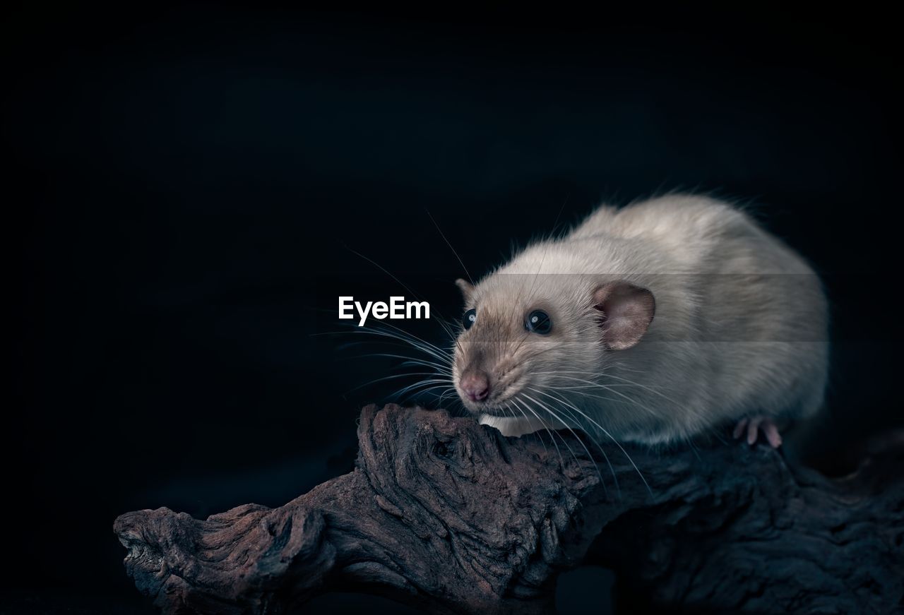 Cute siamese rat on a tree trunk.