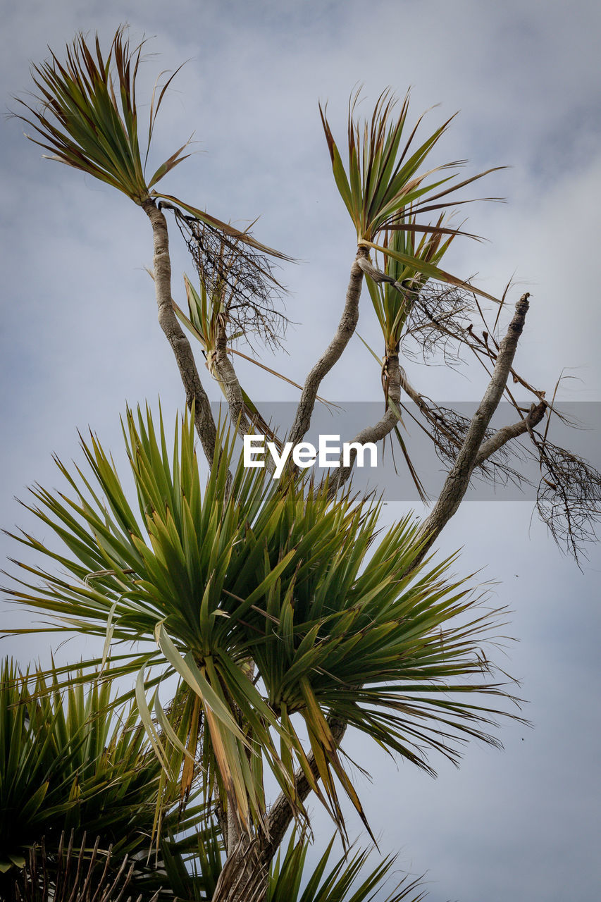 Cornish palm in the wind. 
