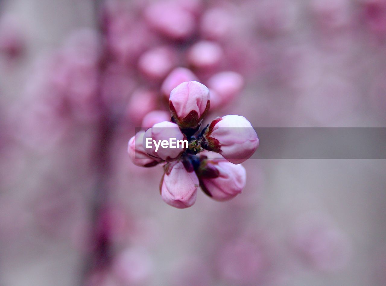 Close-up of pink flowers