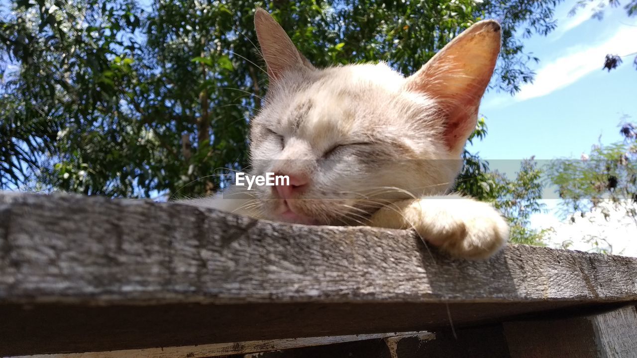 animal themes, animal, mammal, one animal, cat, domestic animals, pet, domestic cat, feline, tree, no people, plant, nature, relaxation, animal body part, low angle view, day, felidae, small to medium-sized cats, sky, whiskers, wood, animal head, sunlight, carnivore, outdoors, sleeping